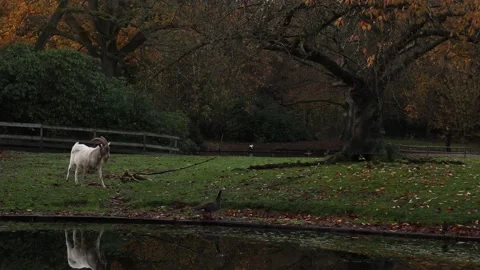 Goat Walking Towards Camera Stock Footage 222118078