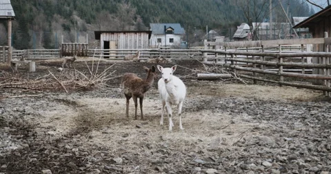 Goat walks in an open field.  Stock Footage 152723339