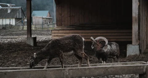 Goat walks in an open field.  Stock Footage 152723680