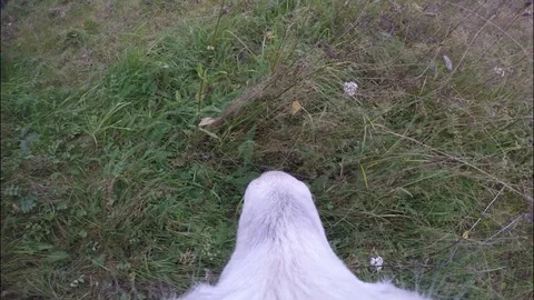 The goat walks through the meadow and scared the cat. Stock Footage 80257008
