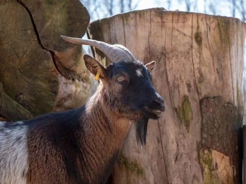 Goat is watching Foto stock