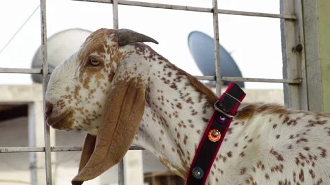 Goat with white and brown dotted color Stock Footage 137164679
