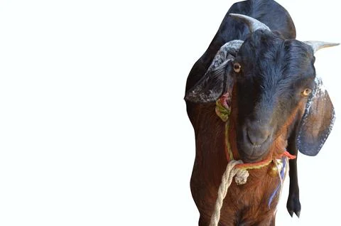 Goat on white background Stock Photos