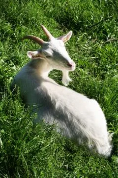 Goat white grass Stock Photos