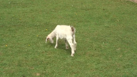 Goat White Kid 01 Stock Footage 76261015