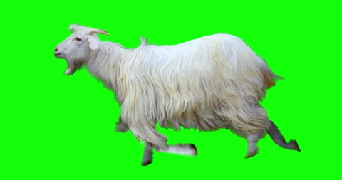 Goat White Running Green Screen Stock Footage