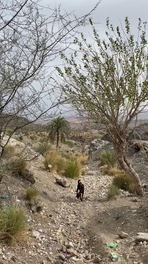 Goat in wilderness Stock Footage 280242619