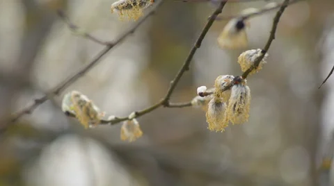 Goat willow branch in spring Stock Footage 55632525
