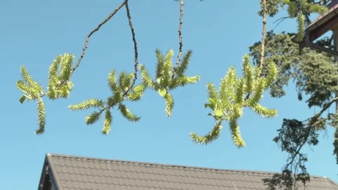 Goat Willow Catkins Emerging on Spring Branch Stock Footage 348088261