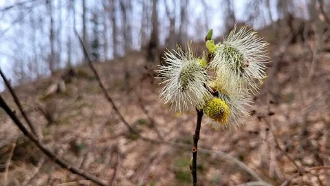 Goat willow close up (Salix caprea) Stock Footage 303991234
