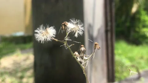 Goat willow Stock Footage 223955778
