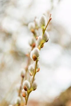 Goat willow Stock-Fotos
