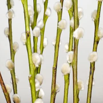 Goat Willow Stock Photos