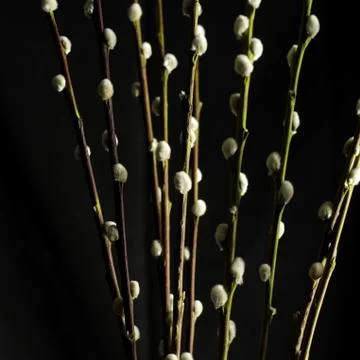 Goat Willow Stock Photos
