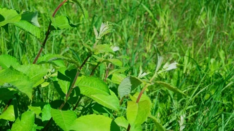 Goat willow, Salix caprea. Video stock 329065626
