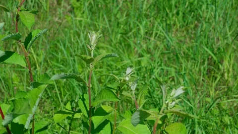 Goat willow, Salix caprea. Stock Footage 329065628