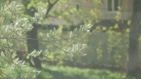 Goat Willow Tree Blooming and Spreading Pollen During Spring Allergy Season Video stock 326635126