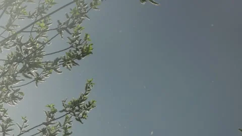 Goat Willow Tree Pollinating Allergy Season Starts with Pollen in the Air Stock Footage 326634363