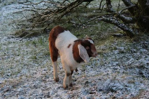 Goat in winter time Foto stock
