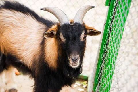 Goat in the yard Stock Photos