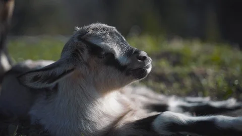 Goat yawn Stock Footage 105477372