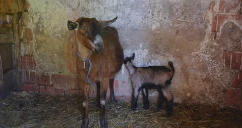 Goat with young in barn Stock Footage 144455939