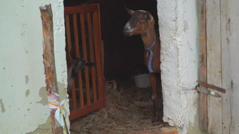 Goat with young in barn Stock Footage 144456429