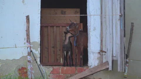 Goat with young in barn Stock Footage 144502186