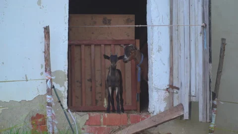 Goat with young in barn Stock Footage 144502432