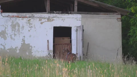 Goat with young in barn Stock Footage 145478217