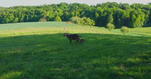 Goat with young on meadow Stock Footage 144455722
