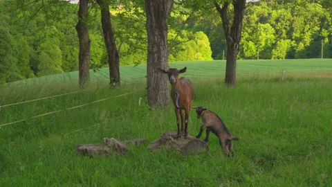 Goat with young on meadow Video stock 144456638
