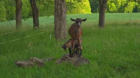 Goat with young on meadow Stock Footage 144457001