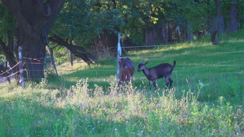 Goat with young in meadow Stock Footage 145421059