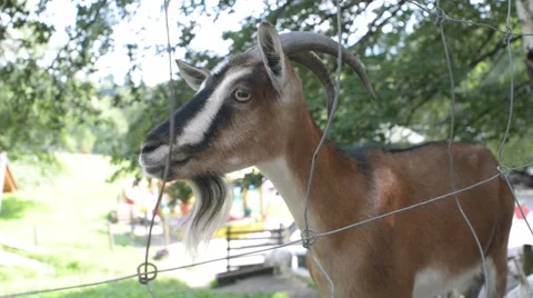 Goat at the Zoo Stock Footage 66278128