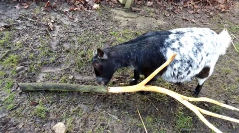 Goat in a zoo in Germany Stock Footage 48087701