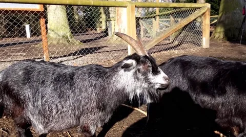 Goat in a zoo in Germany Vídeos de archivo 48087760