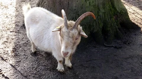 Goat in a zoo in Germany Vídeo Stock 48088096