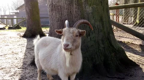 Goat in a zoo in Germany Stock Footage 48088145