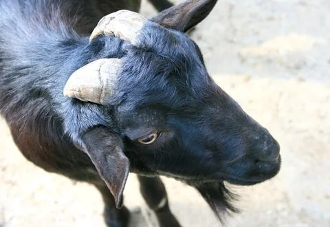 Goat in the zoo Stock Photos