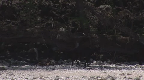 Goat001 動画素材 7770341