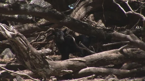 Goat002 動画素材 7770386