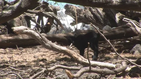 Goat003 Stock Footage 7770373