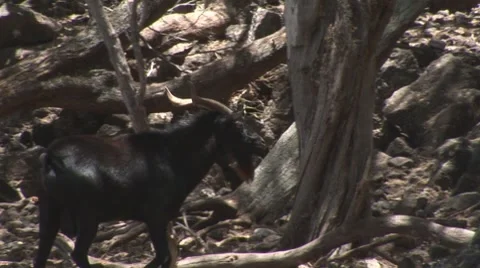 Goat004 Stock Footage 7770417