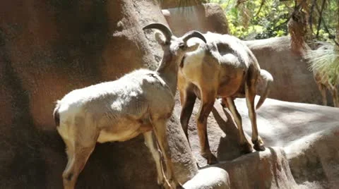 Goat1 Video stock 10881143