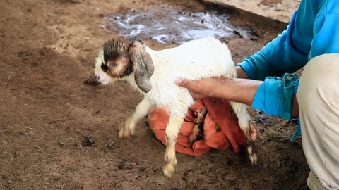 Goat11 Stock Footage 118772899