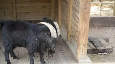 Goat2 Stock Footage 10736686