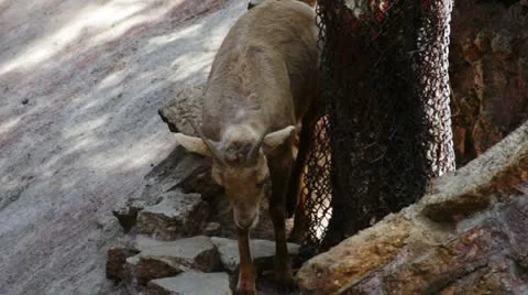 Goat2 Stock Footage 10882592