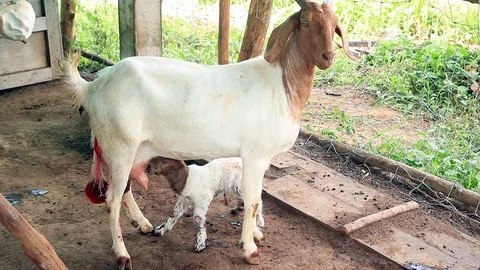 Goat20 Stock Footage 118776017