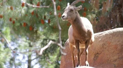 Goat3 Stock Footage 10882811